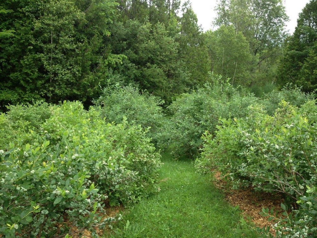 Bleuetière Biologique des Étangs | Hatley, 1 Chem. Montplaisir, North Hatley, QC J0B 2C0, Canada | Phone: (819) 842-2489