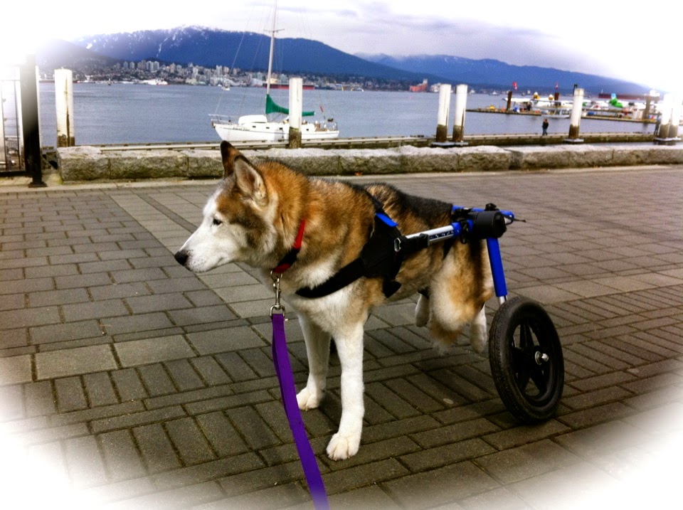 Handicapped Pets Canada | 27306 Fraser Hwy, Aldergrove, BC V4W 3P8, Canada | Phone: (778) 809-7421