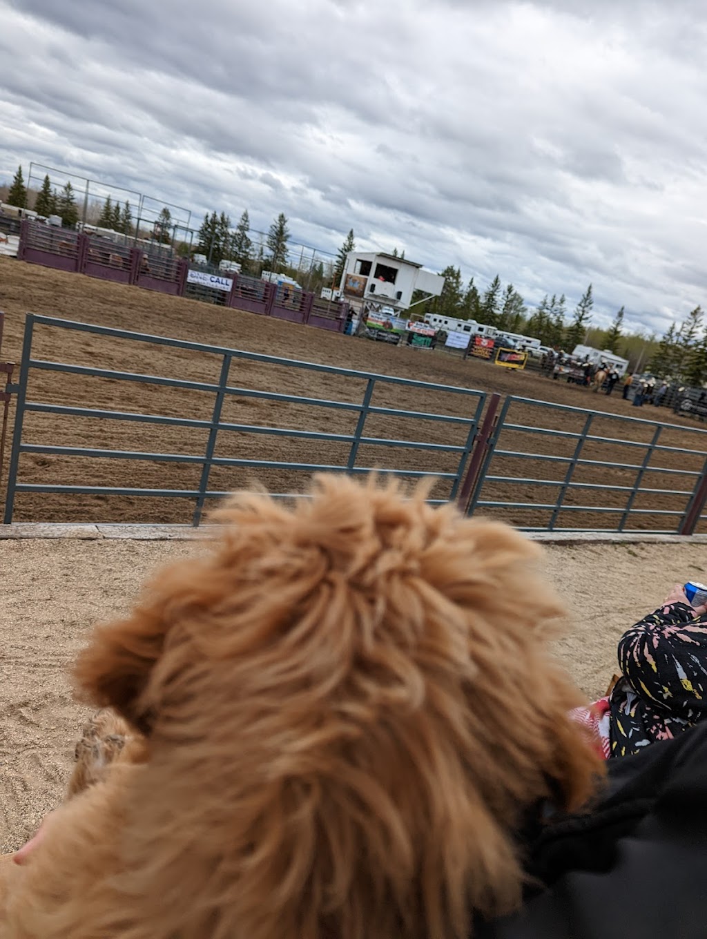 Richer Roughstock Rodeo | Richer Perimeter Rd, Richer, MB R0E 1S0, Canada | Phone: (204) 223-2570