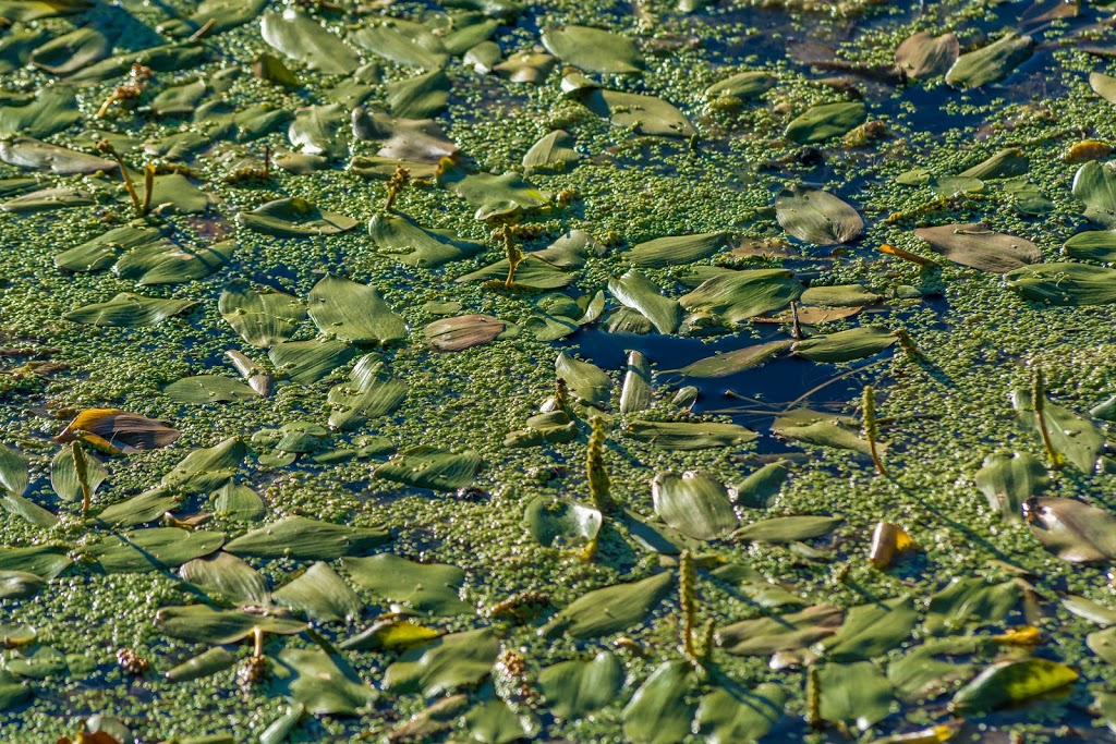 Cavan Swamp Wildlife Area | Cavan, ON L0A 1C0, Canada