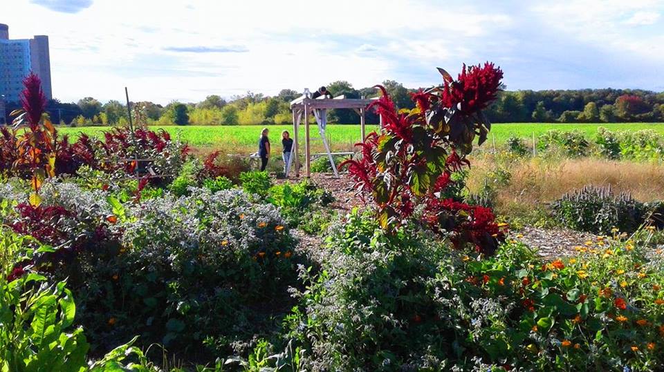 Macdonald Permaculture Showcase Garden (MPSG) | 21111 Rue Lakeshore, Sainte-Anne-de-Bellevue, QC H9X 3V9, Canada | Phone: (438) 883-8207