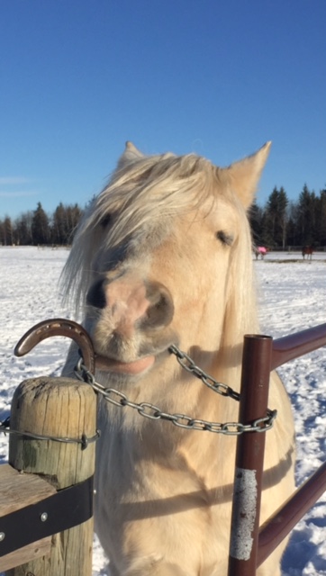 High Country Equestrian Center | 240020 Range Rd 42, Calgary, AB T3Z 2X3, Canada | Phone: (403) 242-9387