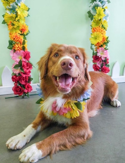 FairyTails Doggy Daycare | 4025 2nd Ave, Burnaby, BC V5C 3X1, Canada | Phone: (604) 299-2480