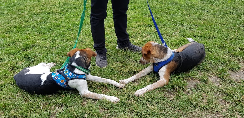 Trinity Bellwoods Dog Bowl | Trinity - Bellwoods, Toronto, ON M6J 2V5, Canada