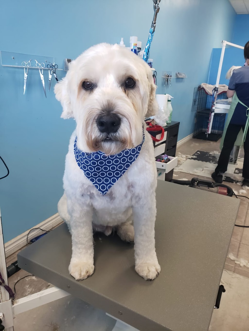 Golden Cuts Grooming Inc | 9222 Keele St, Concord, ON L4K 5A3, Canada | Phone: (905) 303-0002