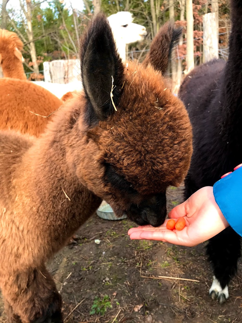 On The Brink Alpacas | 2540 Rosedene Rd, Saint Anns, ON L0R 1Y0, Canada | Phone: (289) 441-1157