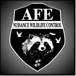 A.F.E Nuisance Wildlife Control | 1211 Lake Shore Rd, Chazy, NY 12921, USA | Phone: (518) 524-5240