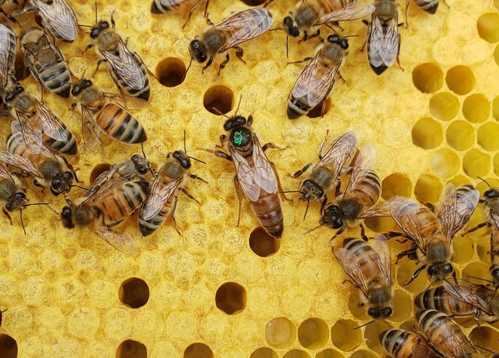 Bee Good Honey Co. | 849 Lakeport Rd, Colborne, ON K0K 1S0, Canada | Phone: (647) 535-5456