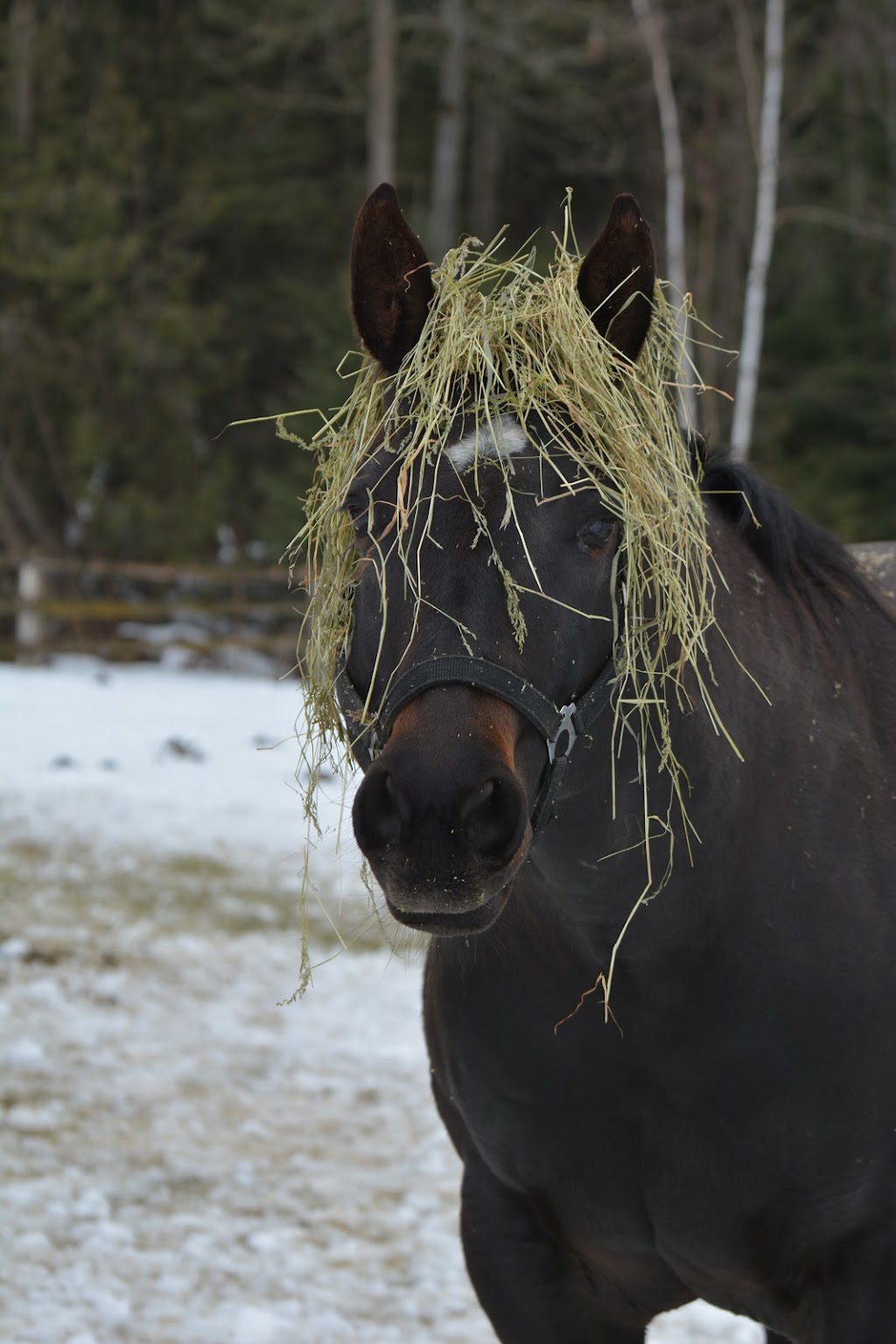 Bale Me Out -VI Hay Sales | 4061 Happy Valley Rd, Victoria, BC V9C 3X8, Canada | Phone: (236) 478-7999