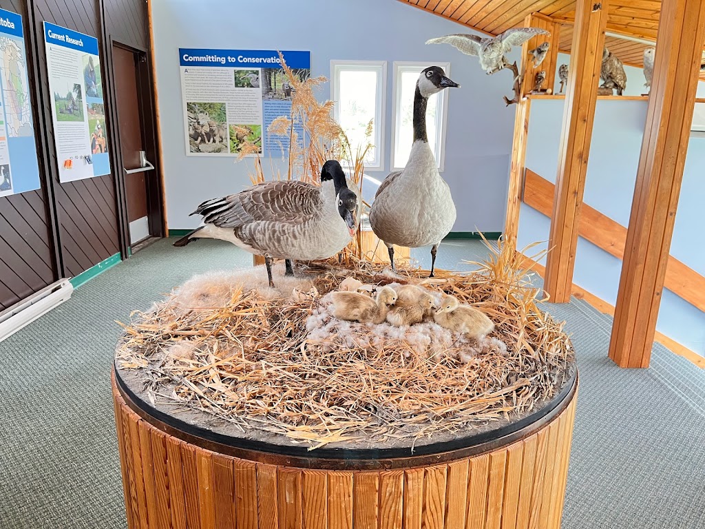 Alfred Hole Goose Sanctuary & Visitor Centre | Provincial Trunk Hwy 44, Rennie, MB R0E 1R0, Canada | Phone: (204) 369-3157