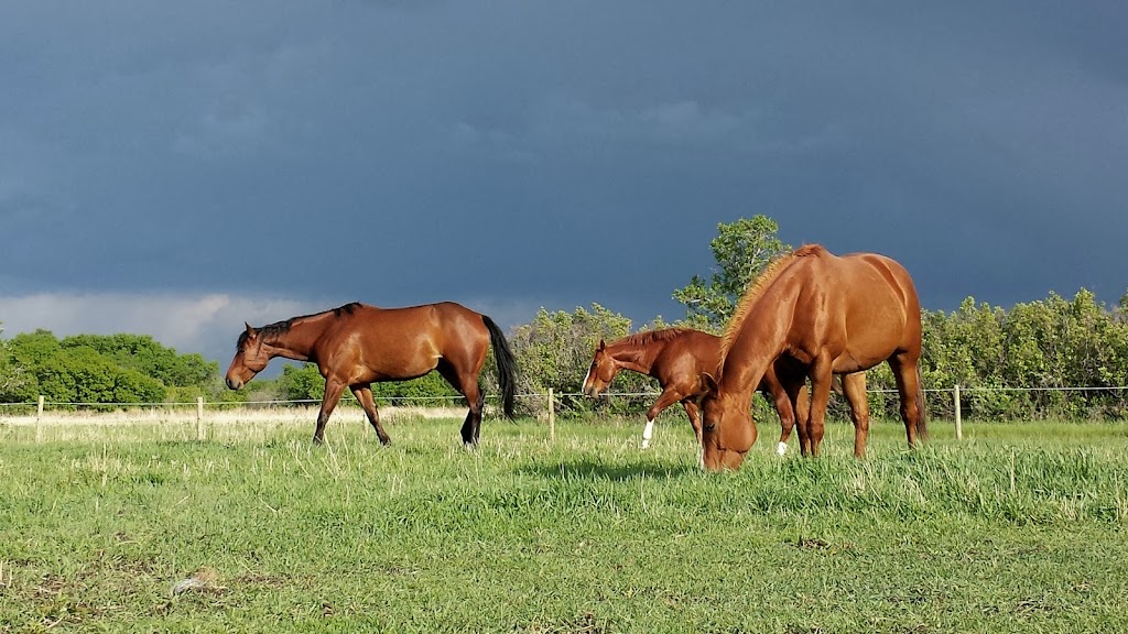 Connecting Through Horses | 4180 Waverley St, Winnipeg, MB R3V 1L5, Canada | Phone: (800) 217-4184