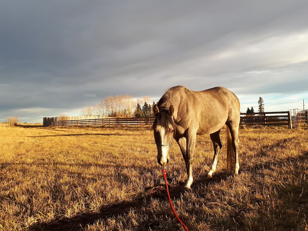 Wolf Hollow Ranch | 37242 RR 21, AB T4E 2L9, Canada | Phone: (403) 426-0072