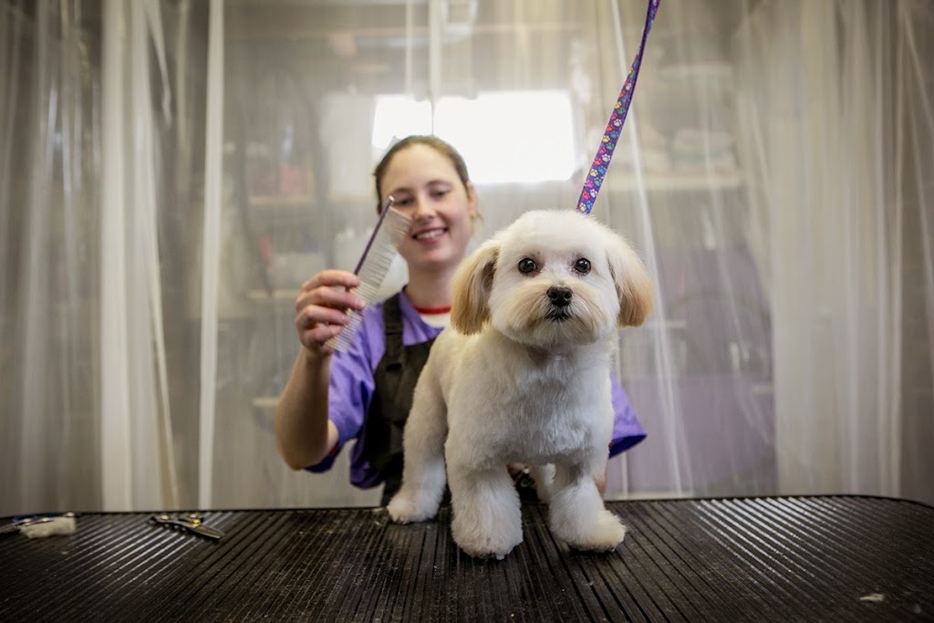 Justinas Dog Grooming | 9110 94 Ave, Fort Saskatchewan, AB T8L 1B7, Canada | Phone: (780) 264-0951