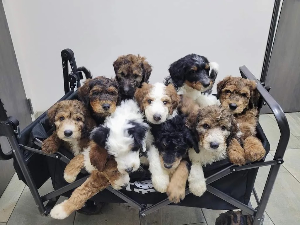 Better with a Bernedoodle | Berry Mills Rd, Berry Mills, NB E1G 0M4, Canada | Phone: (506) 227-3191