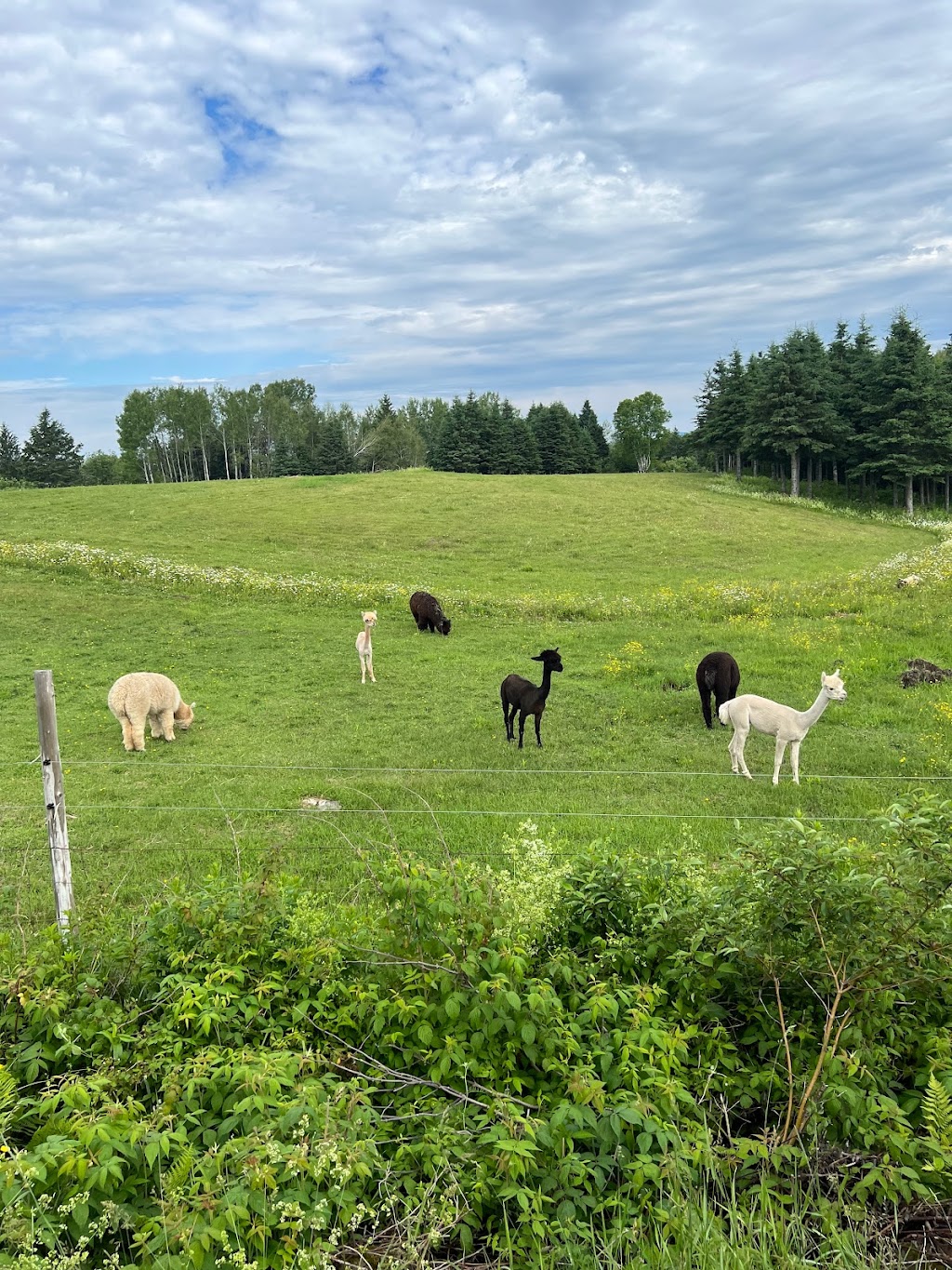 Ferme MarieBob | 104 Rue de la Frontière E, Rivière-Bleue, QC G0L 2B0, Canada | Phone: (418) 551-5766