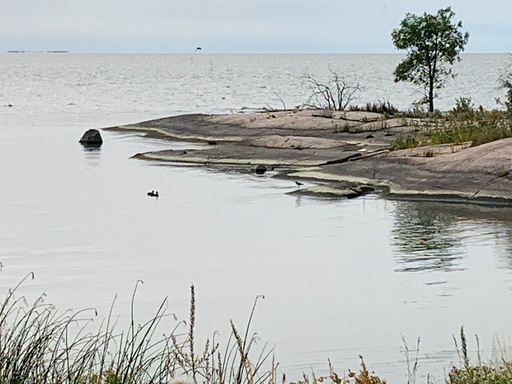 Bears in the Bush | Princess Harbour, MB R0C, Canada | Phone: (204) 276-2446