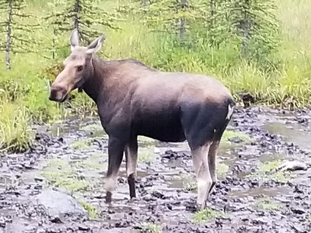 Kananaskis Country Campgrounds | Peter Lougheed Provincial Park - Kananaskis Country, Kananaskis, AB T0L 2H0, Canada | Phone: (403) 591-7226