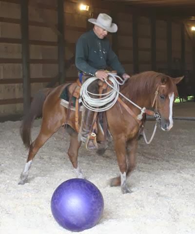 Rafter Diamond K Livestock | 50542, Range Rd 225, Leduc County, AB T0B 3M1, Canada | Phone: (780) 449-0749