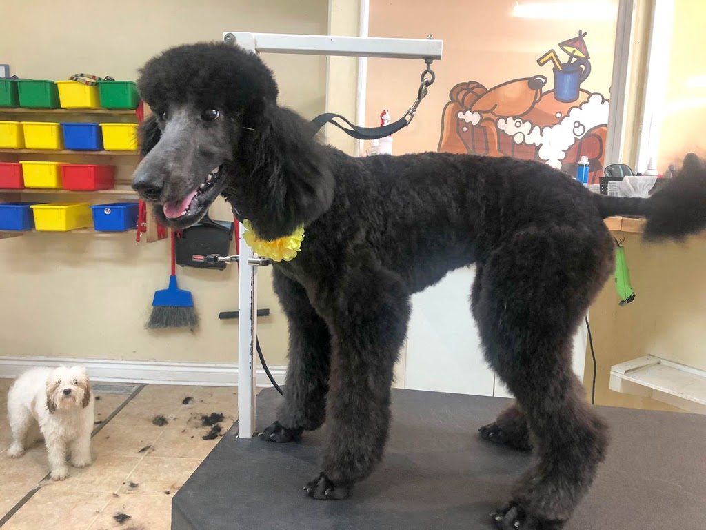 Paws in the Bath Dog Grooming | 305 Barrie St Unit 4A-1, Bradford, ON L3Z 2B7, Canada | Phone: (905) 551-5777