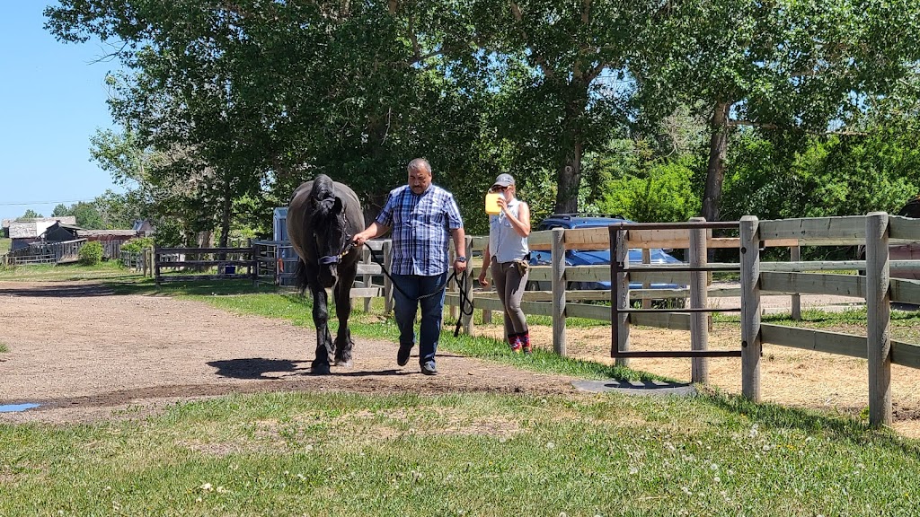 Country Hills Horse Boarding and Equestrian | RR6 Country Hills Blvd, Calgary, AB T2M 4L5, Canada | Phone: (403) 990-6340