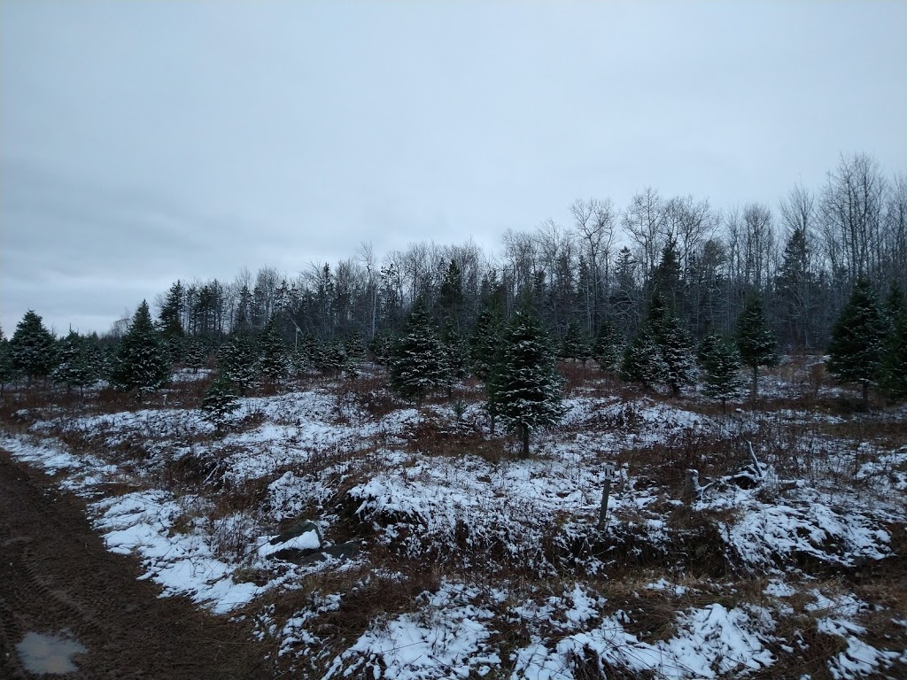 LJKR Balsam Fir Christmas Tree Farm | 372 Schofield Rd, Wolfville, NS B4P 2R2, Canada | Phone: (902) 542-5182