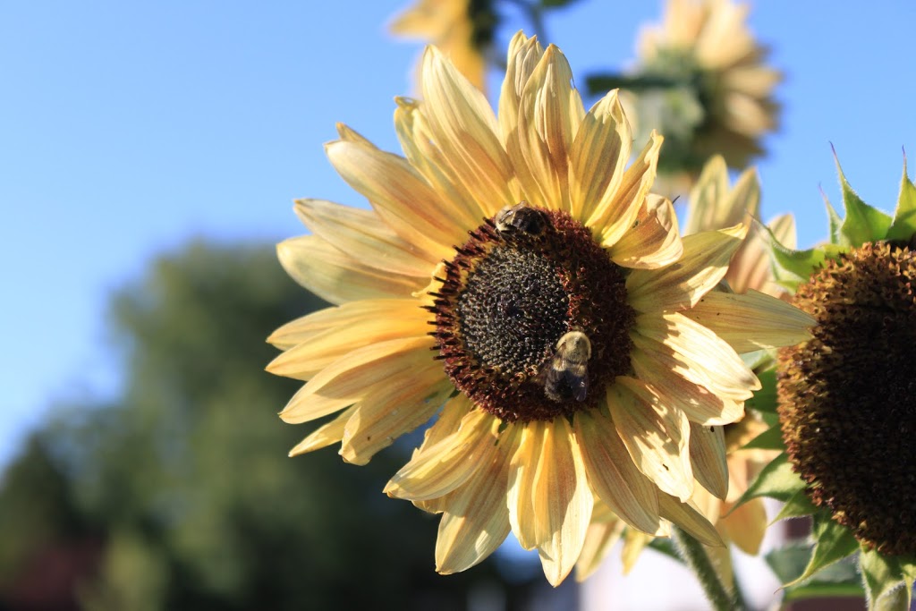 Debra Dynes Community Garden | Carleton Heights - Rideauview, Ottawa, ON K2C, Canada | Phone: (613) 224-3824