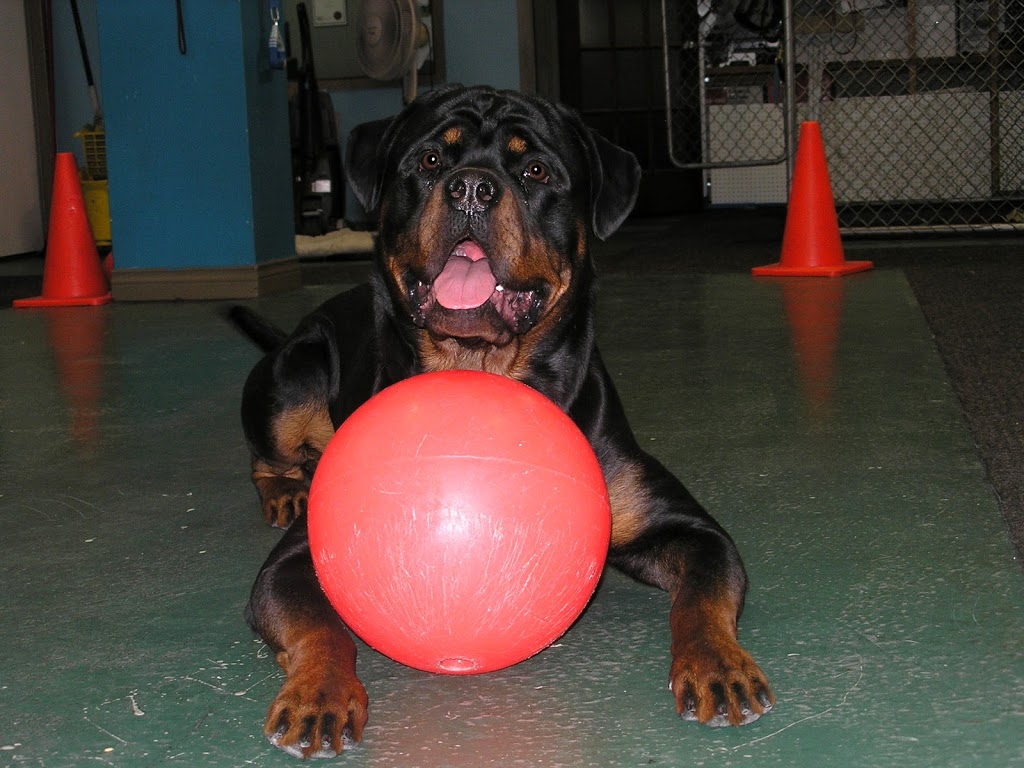 Education Canine Sylvain Duchesneau | 2760 Montée Major #106, Terrebonne, QC J7M 1E3, Canada | Phone: (450) 325-2297