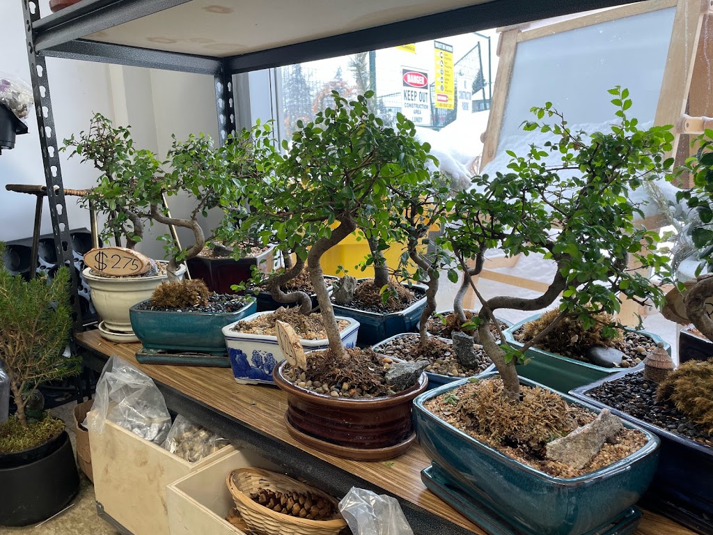 Bonsai Ottawa | 2784 Lancaster Rd unit C1, Ottawa, ON K1B 4S4, Canada | Phone: (613) 276-7267