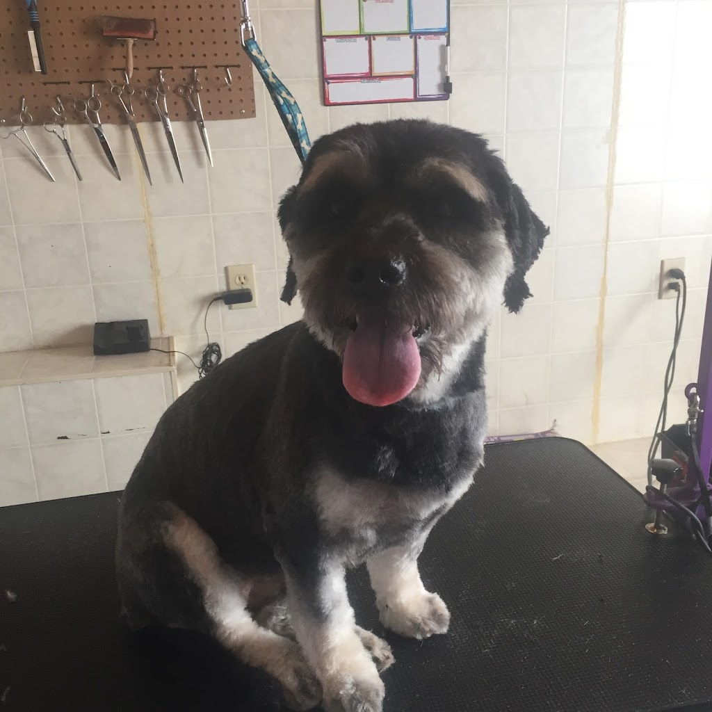 Lorraine’s Dog Grooming | 72 Celtic Dr, Caledonia, ON N3W 2N6, Canada | Phone: (905) 928-4315