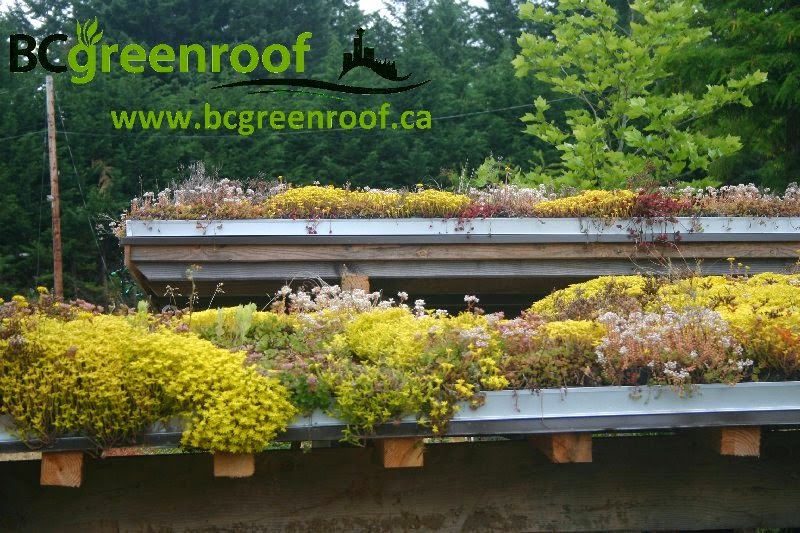 BC green roof Victoria | 2569 Lavinia Rd, Shawnigan Lake, BC V0R 2W2, Canada | Phone: (250) 220-0239