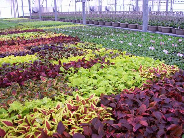 Colour Paradise Greenhouses | 1209 Bleams Rd, Petersburg, ON N0B 2H0, Canada | Phone: (519) 745-0200