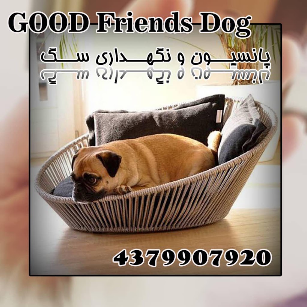 Dog Friends Good | 43 Palmer Ave, Richmond Hill, ON L4C 1N6, Canada | Phone: (437) 990-7920