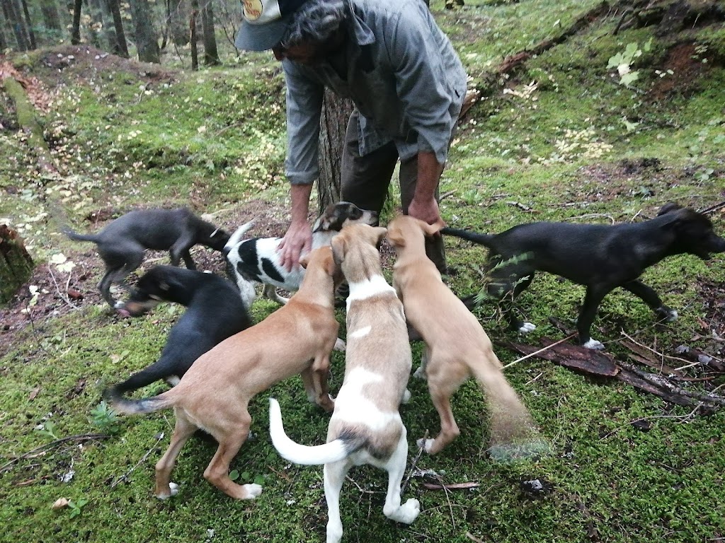 Revelstoke Dogsled Adventures | 1416 Mt Begbie Rd, Revelstoke, BC V0E 3K0, Canada | Phone: (250) 814-3720