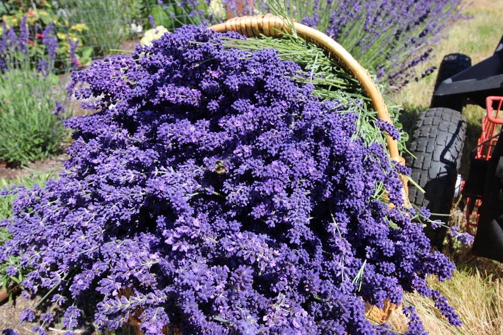 Sooke Organic Lavender | 3039 Phillips Rd, Sooke, BC V9Z 1K7, Canada | Phone: (250) 380-8923