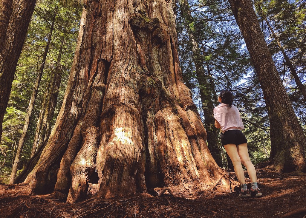 Big Cedar | North Vancouver, BC V7K 3B2, Canada