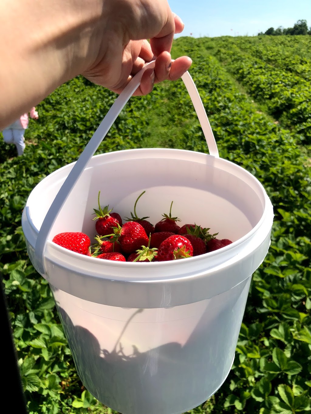 Hoffmans Strawberries | 2606 Lobsinger Line, Waterloo, ON N2J 4G8, Canada | Phone: (519) 699-4730