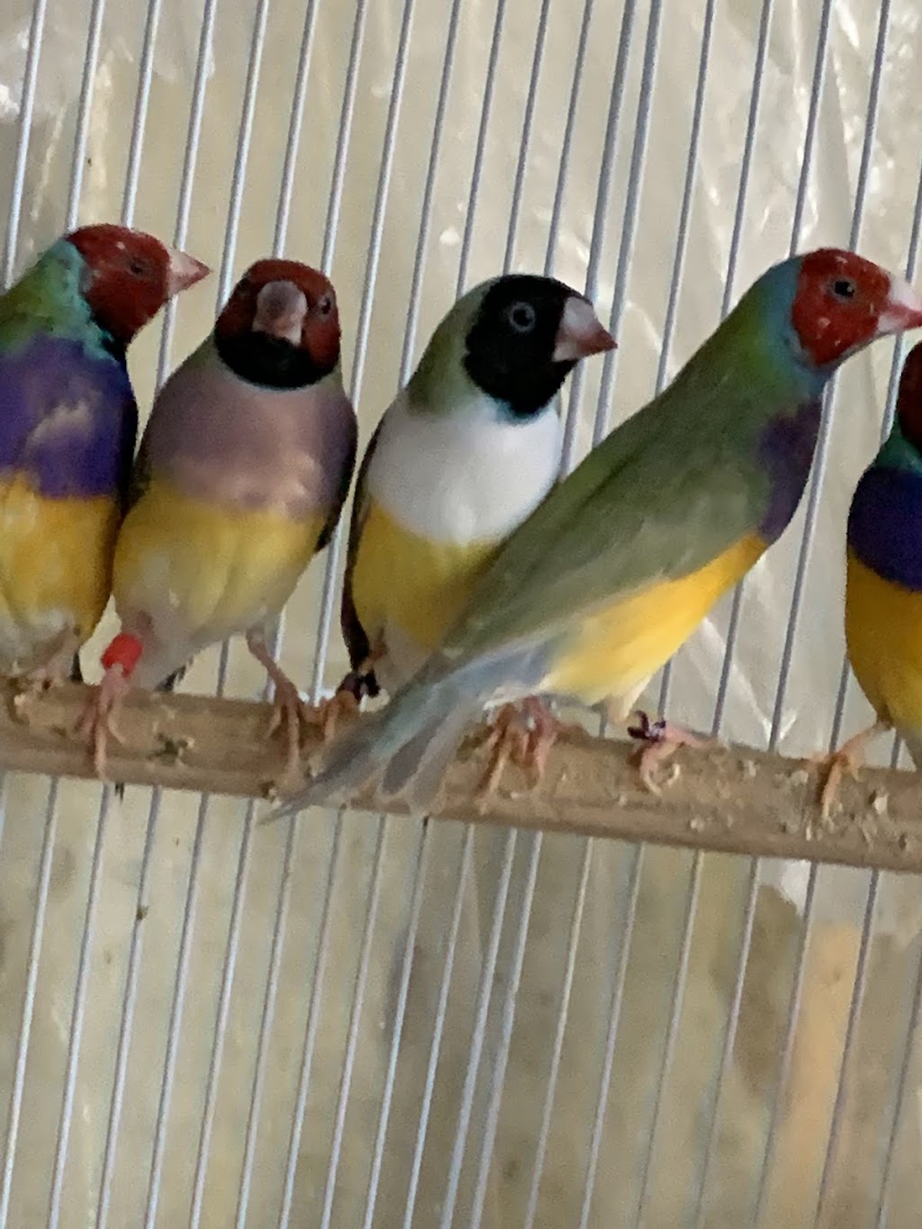 Toronto Gouldian Finches | 168 Aylesworth Ave, Scarborough, ON M1N 2J6, Canada | Phone: (306) 850-4813