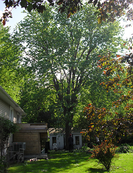 Arboriculture Lapointe | 1675 230e Av, Prévost, QC J0R 1T0, Canada | Phone: (450) 602-4386