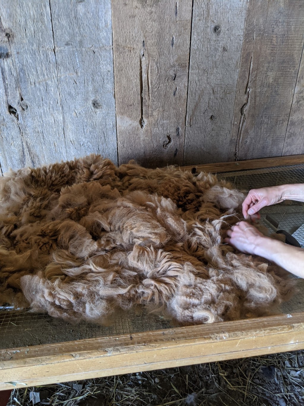 Ferme fibres & compagnie - Les alpagas dAldo | 375 Rang St Charles E, Saint-Alexandre-de-Kamouraska, QC G0L 2G0, Canada | Phone: (418) 495-5375