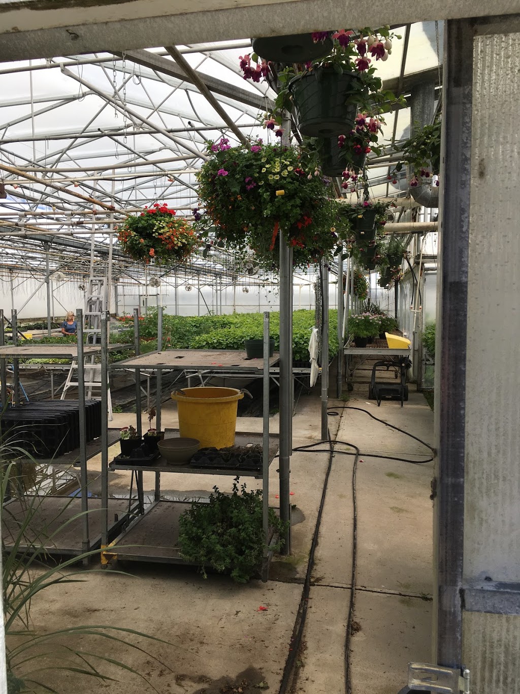 Summerland Greenhouses Ltd | 6711 Canyon View Rd, Summerland, BC V0H 1Z7, Canada | Phone: (250) 494-9441