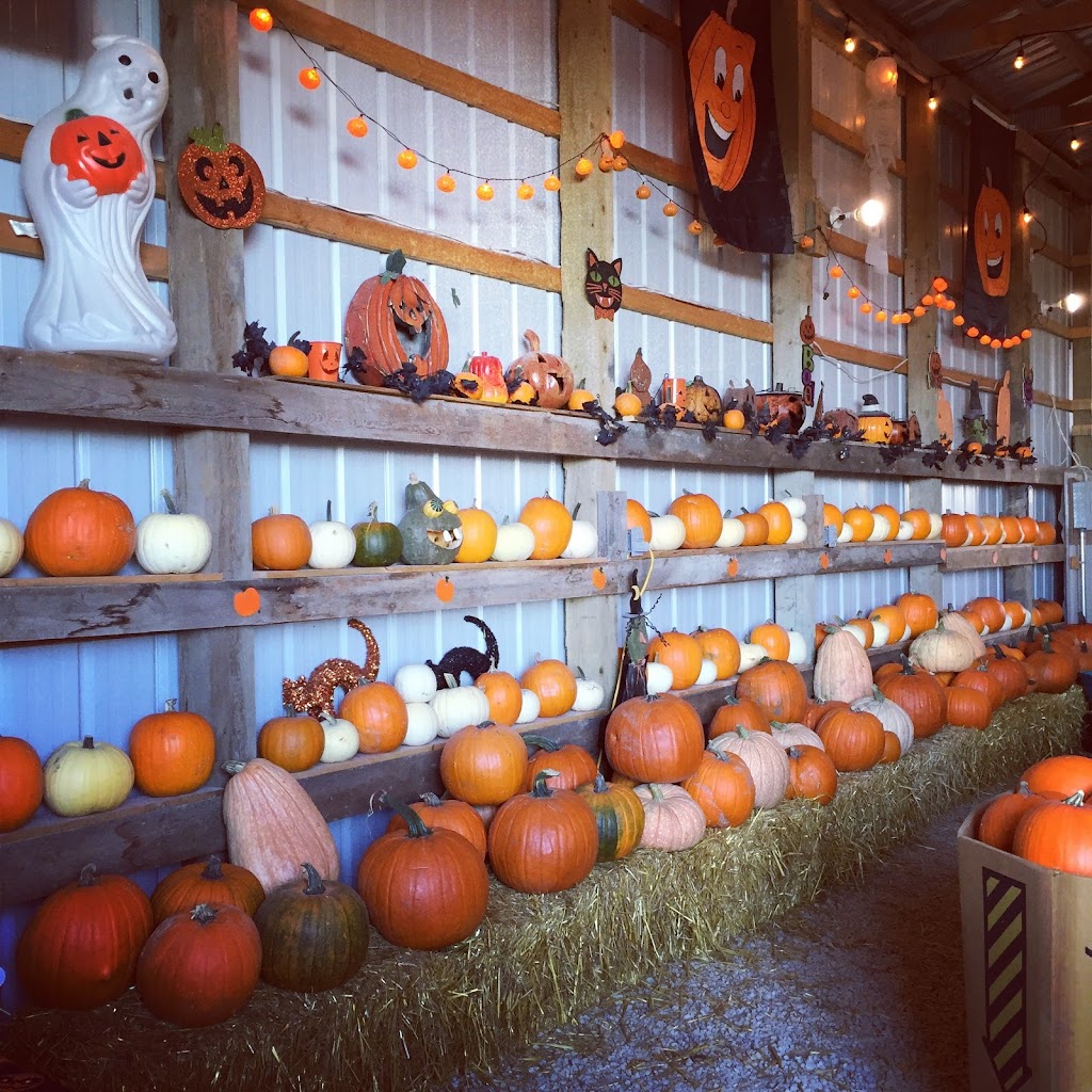 Schwabe Pumpkins | 1160 Meadowdale Rd, Saint Andrews, MB R1A 4H9, Canada | Phone: (204) 296-7215