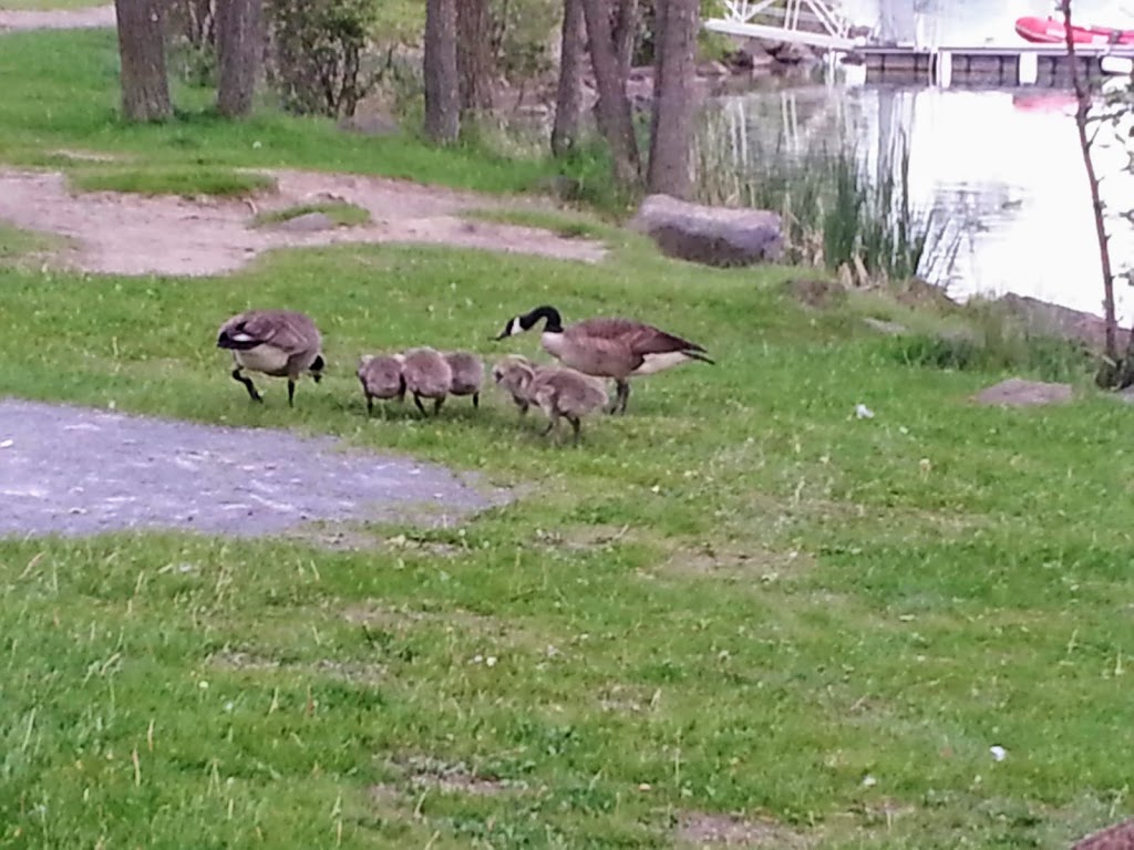 Couvée Islands Bird Sanctuary | Saint-Lambert, QC J4S, Canada