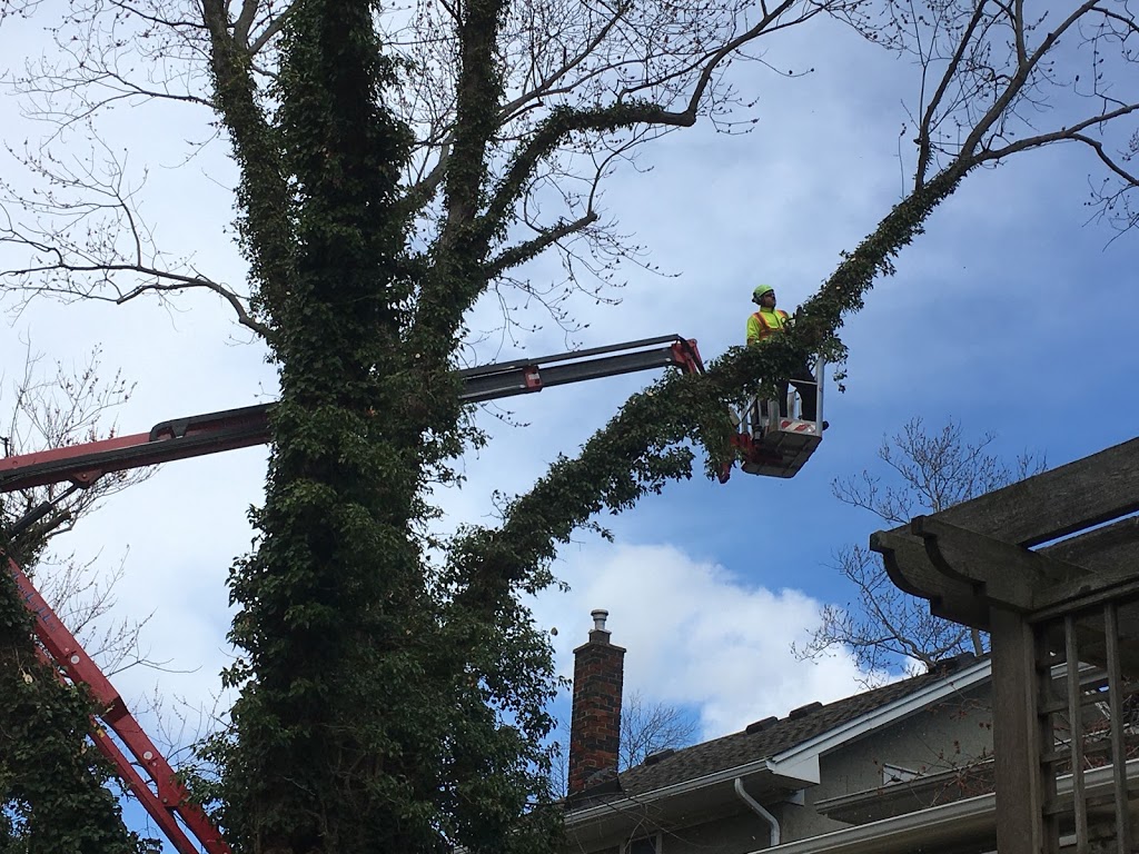 St. Catharines Tree Service | 14 Walsh Ave, St. Catharines, ON L2M 2M1, Canada | Phone: (905) 658-6586