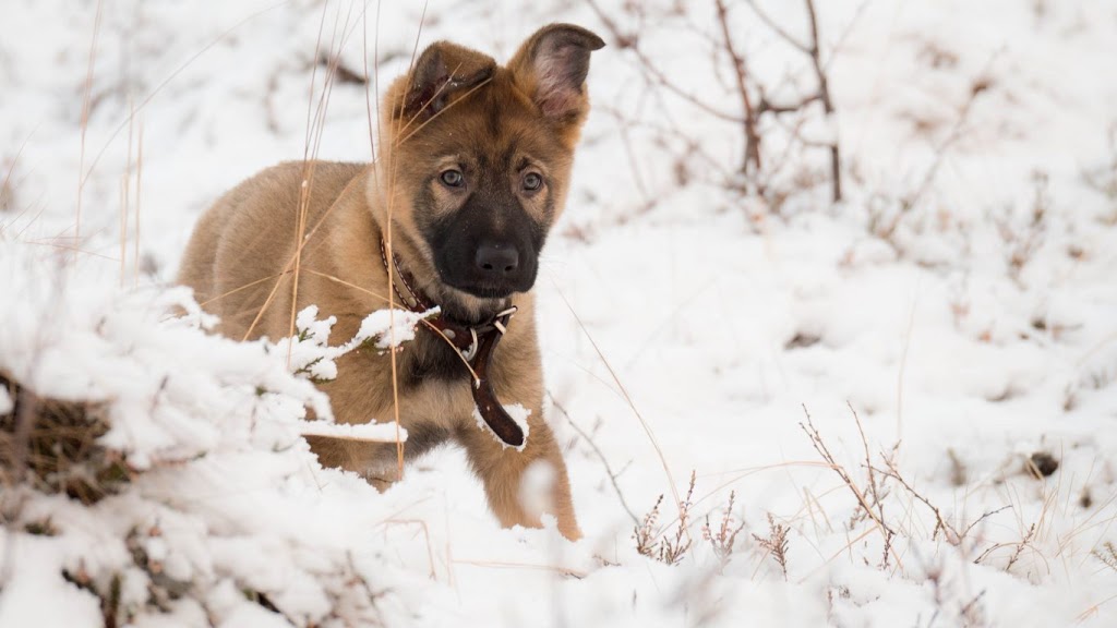 Centre Canin LeGardeur | 455 Chemin de la Presquîle, Repentigny, QC J5Z 4C7, Canada | Phone: (450) 470-1499