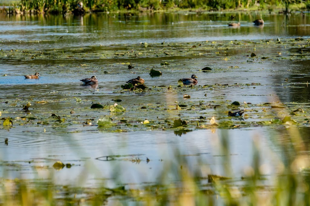 Lynde Shores Conservation Area | 1285 Victoria St W, Whitby, ON L1P 2B3, Canada | Phone: (905) 579-0411