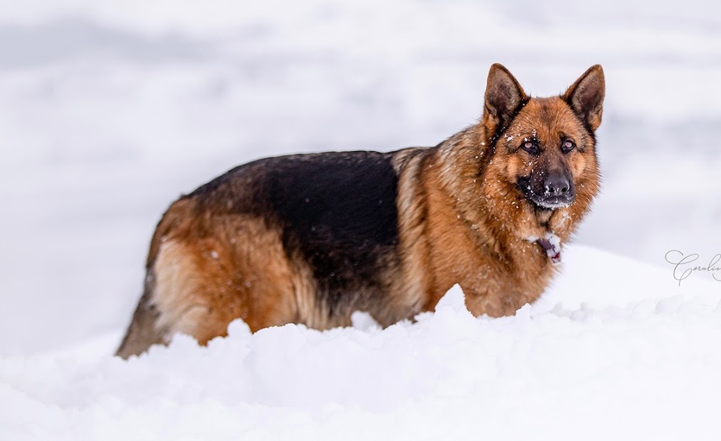 Silverstar Kennels | 22275 Township Rd 362, Red Deer County, AB T0M 1K0, Canada | Phone: (587) 447-7744