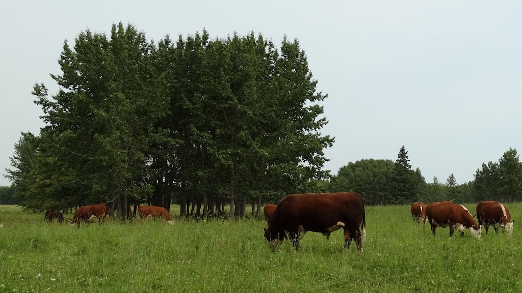 Chestermere Hereford Stock Farm | 31023 Range Rd 35, Didsbury, AB T0M 0W0, Canada | Phone: (403) 815-9038