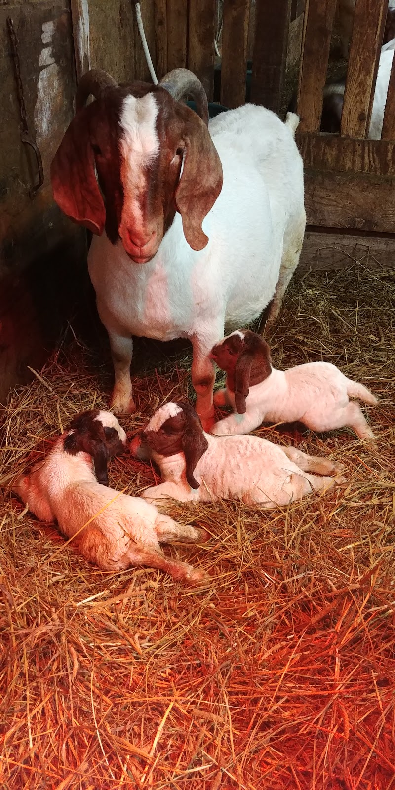 Chèvrerie des Belles Amours | 171 Chemin des Belles-Amours, LIslet, QC G0R 2B0, Canada | Phone: (418) 607-0617