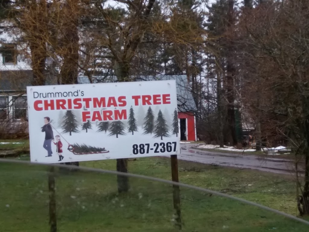 Drummonds Christmas Tree Farm | 381 Drummond Rd, Freetown, PE C0B 1L0, Canada | Phone: (902) 887-2367