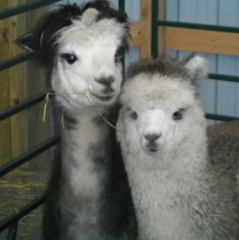 Kickin Back Alpaca Ranch | 734762 W Back Line, Markdale, ON N0C 1H0, Canada | Phone: (519) 986-3758